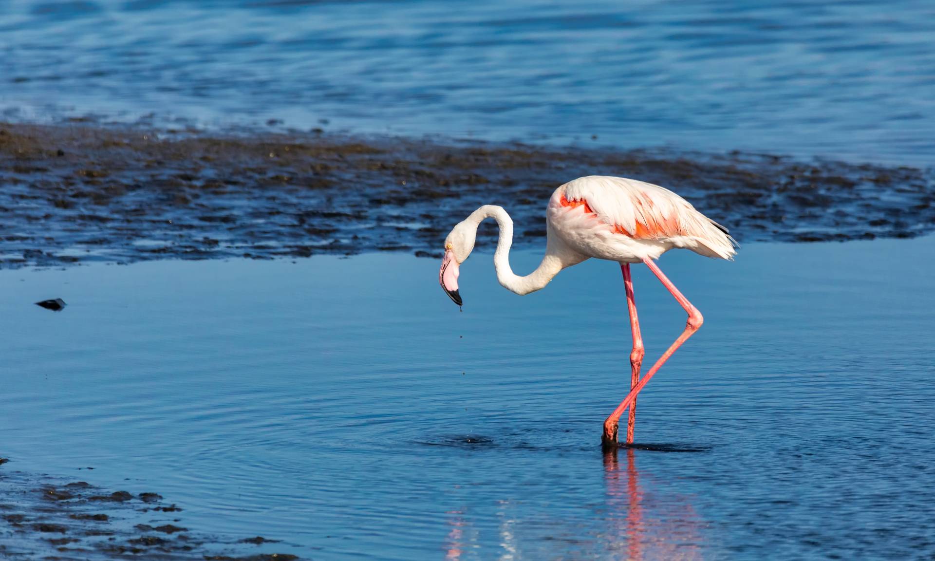 Flamenco en las Salinas de Es Trenc
