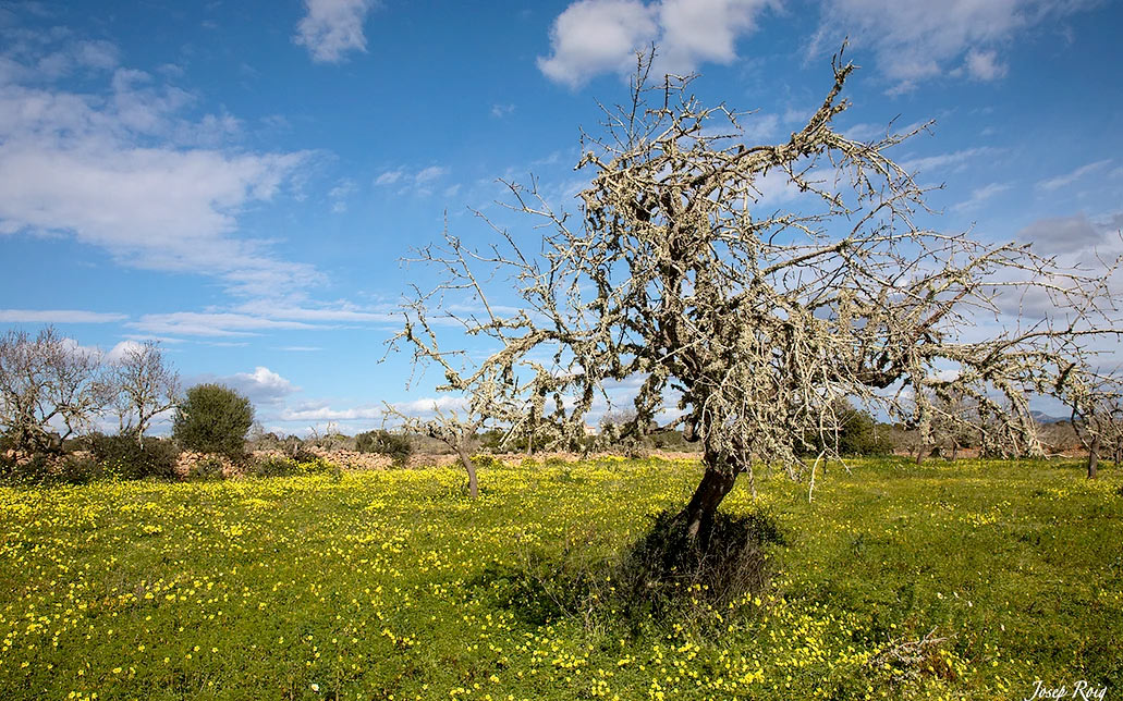 Almond trees in Ses Salines